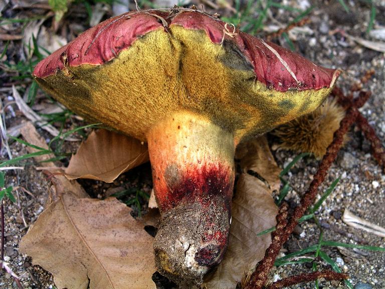 Un quiz ...facile....Boletus